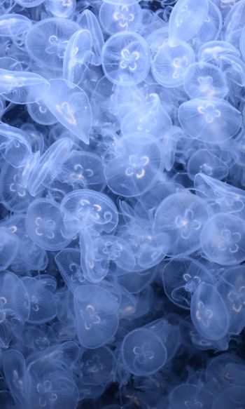 Обои 1200x2000 много медуз, подводный мир