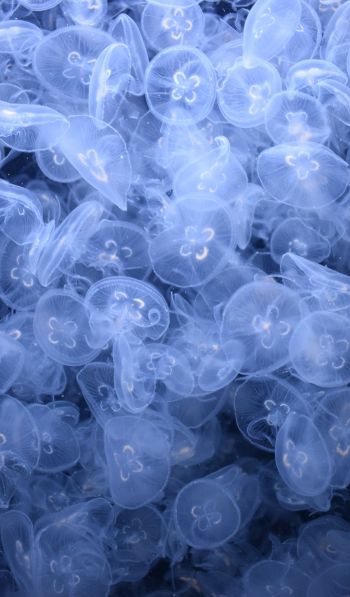 Обои 600x1024 много медуз, подводный мир