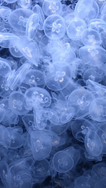 a lot of jellyfish, underwater world Wallpaper 640x1136