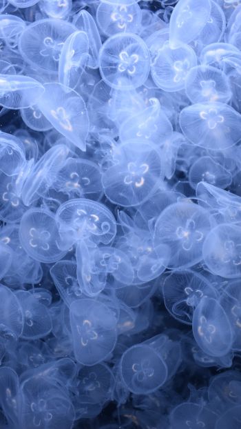 Обои 1440x2560 много медуз, подводный мир