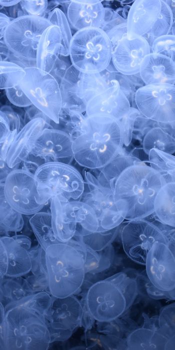 Обои 720x1440 много медуз, подводный мир