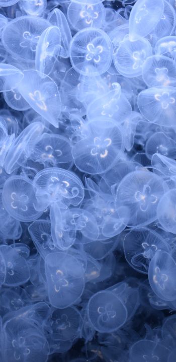 Обои 1080x2220 много медуз, подводный мир