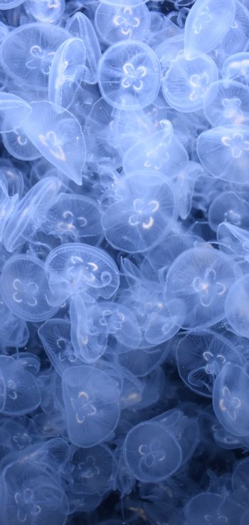 Обои 1080x2280 много медуз, подводный мир
