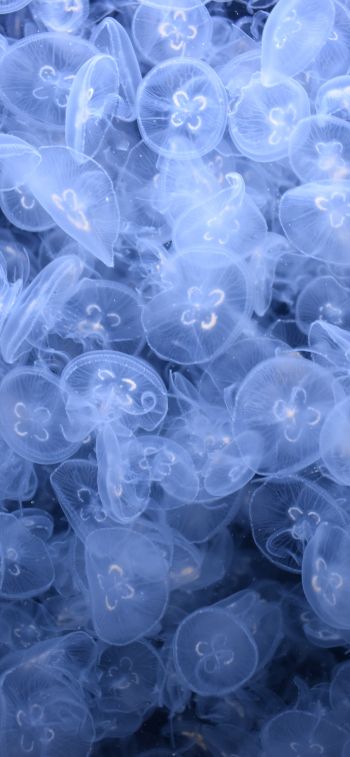 Обои 1242x2688 много медуз, подводный мир