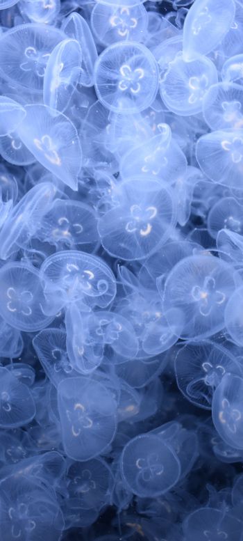 a lot of jellyfish, underwater world Wallpaper 1440x3200