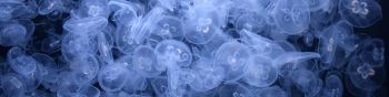 a lot of jellyfish, underwater world Wallpaper 1590x400