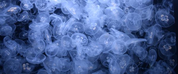a lot of jellyfish, underwater world Wallpaper 3440x1440