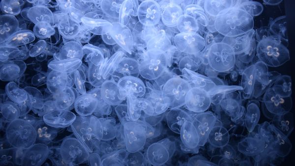 a lot of jellyfish, underwater world Wallpaper 1366x768