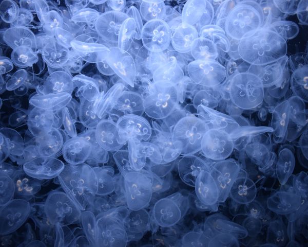 a lot of jellyfish, underwater world Wallpaper 1280x1024