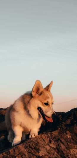 pet, dog Wallpaper 1080x2220