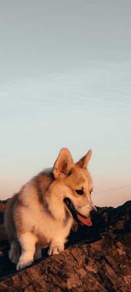 pet, dog Wallpaper 1080x2400