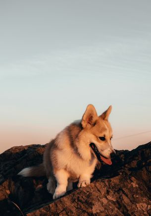 pet, dog Wallpaper 1668x2388