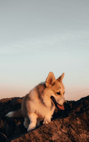 pet, dog Wallpaper 1600x2560