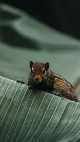 chipmunk, rodent Wallpaper 640x1136