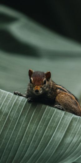 chipmunk, rodent Wallpaper 720x1440