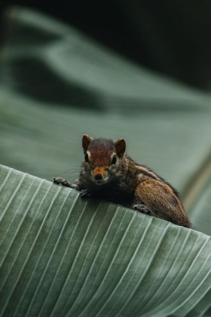 chipmunk, rodent Wallpaper 640x960