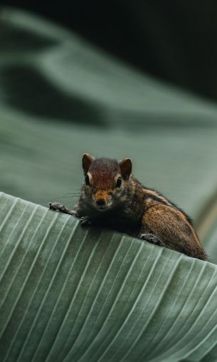 chipmunk, rodent Wallpaper 1200x2000