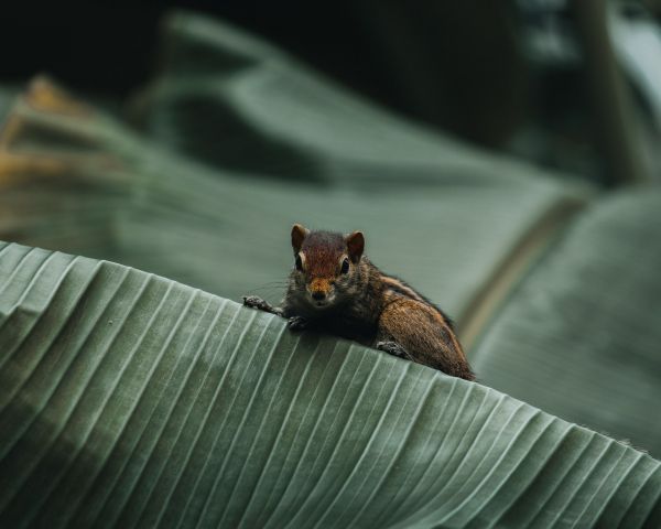 chipmunk, rodent Wallpaper 1280x1024