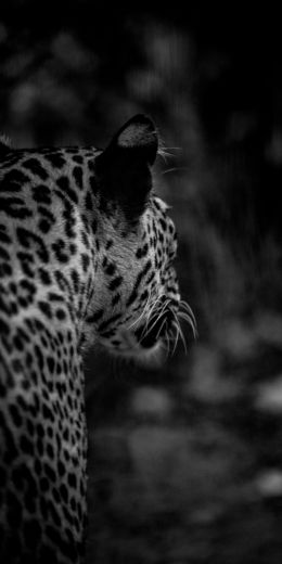 singapore zoo, jaguar Wallpaper 720x1440