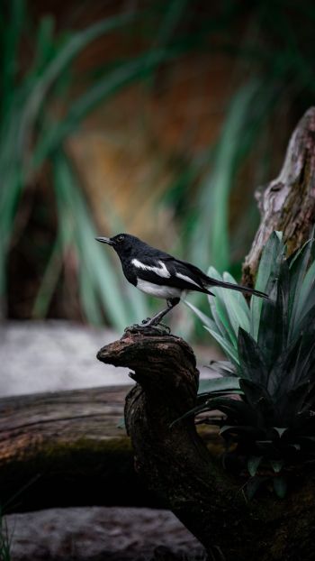 bird, wild nature Wallpaper 1080x1920