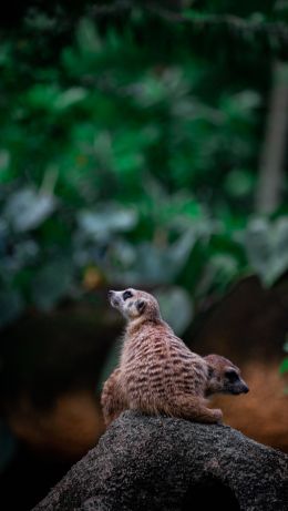 meerkat family Wallpaper 640x1136