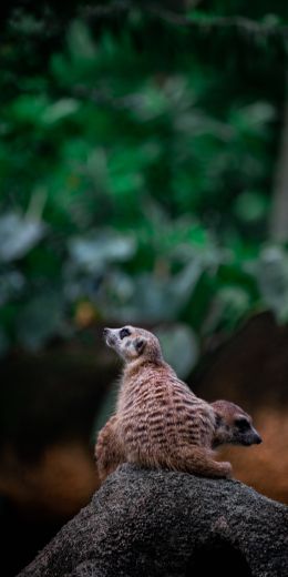 meerkat family Wallpaper 720x1440