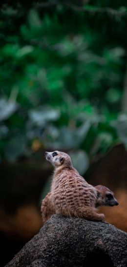 meerkat family Wallpaper 1440x3040