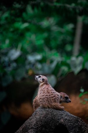 meerkat family Wallpaper 4000x6000