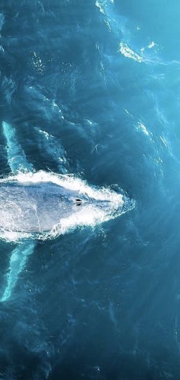 over the sea, whale Wallpaper 720x1520