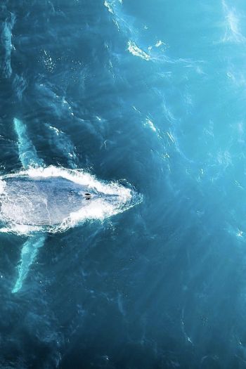 over the sea, whale Wallpaper 640x960