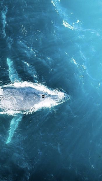 over the sea, whale Wallpaper 640x1136