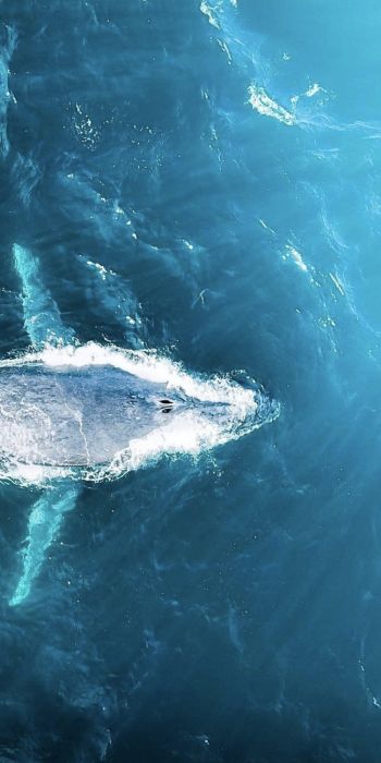 over the sea, whale Wallpaper 720x1440