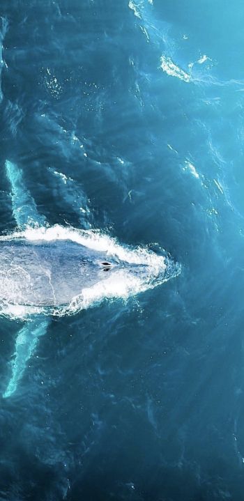 over the sea, whale Wallpaper 1080x2220