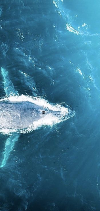 over the sea, whale Wallpaper 1080x2280