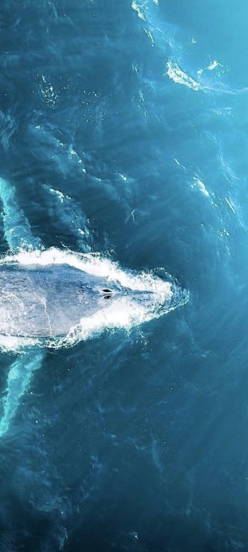 over the sea, whale Wallpaper 1080x2400