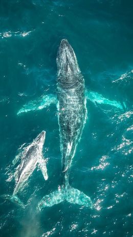 Maroubra Beach, New South Wales, Australia Wallpaper 640x1136