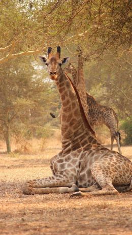 giraffe, Malawi Wallpaper 1080x1920
