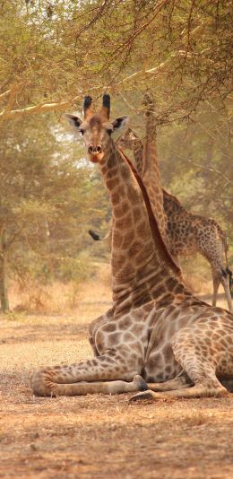 Обои 1080x2220 жираф, Малави