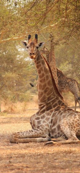 giraffe, Malawi Wallpaper 1080x2340