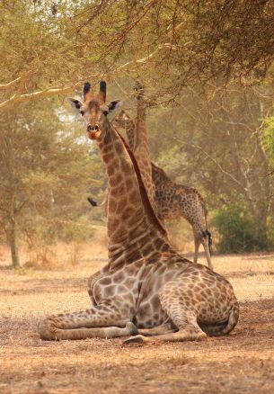 giraffe, Malawi Wallpaper 1640x2360