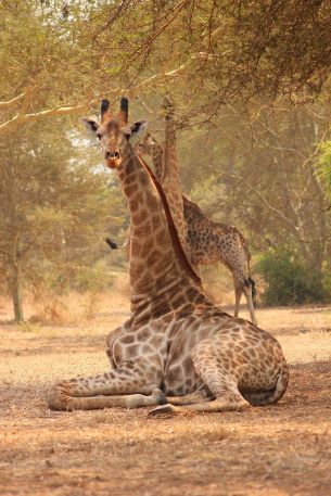 Обои 2304x3456 жираф, Малави
