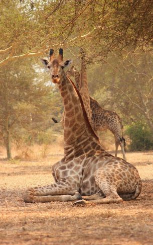 Обои 1752x2800 жираф, Малави