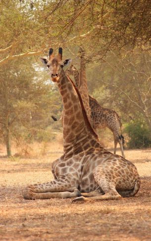 Обои 1200x1920 жираф, Малави