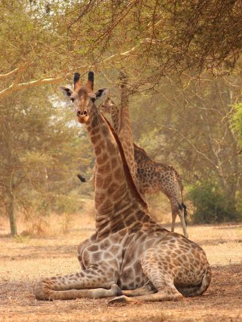 Обои 2048x2732 жираф, Малави
