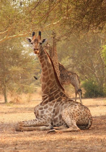 Обои 1640x2360 жираф, Малави