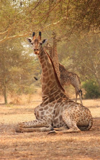 Обои 800x1280 жираф, Малави