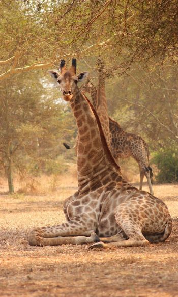 Обои 1200x2000 жираф, Малави