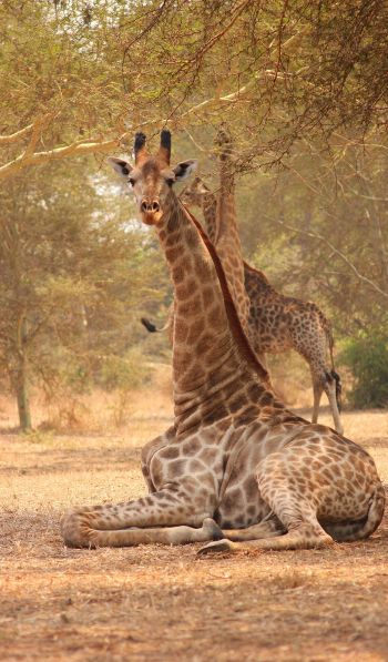 Обои 600x1024 жираф, Малави