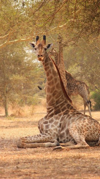Обои 1080x1920 жираф, Малави