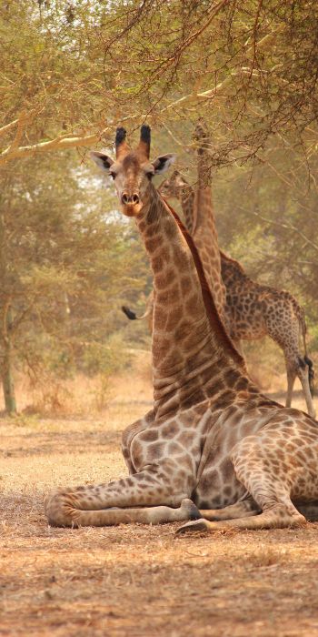 giraffe, Malawi Wallpaper 720x1440